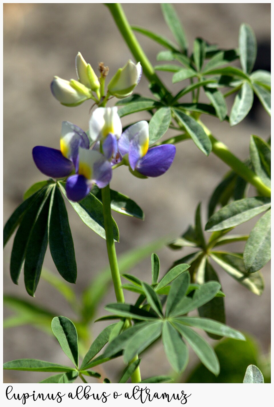Illustration Lupinus albus, Par manuel m. v., via wikimedia 