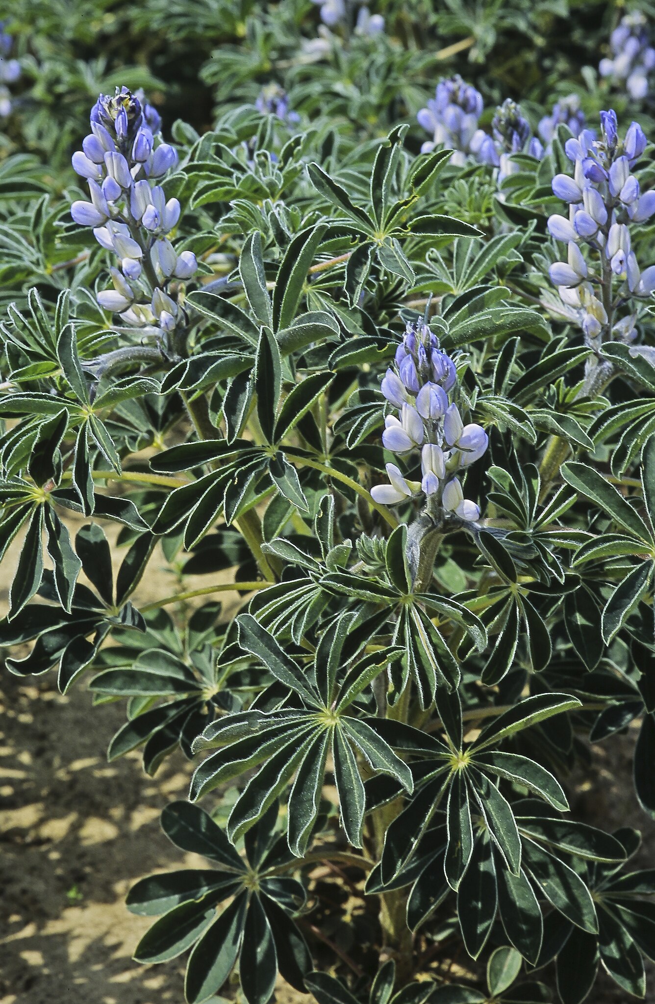 Illustration Lupinus albus, Par Jean Weber, via wikimedia 