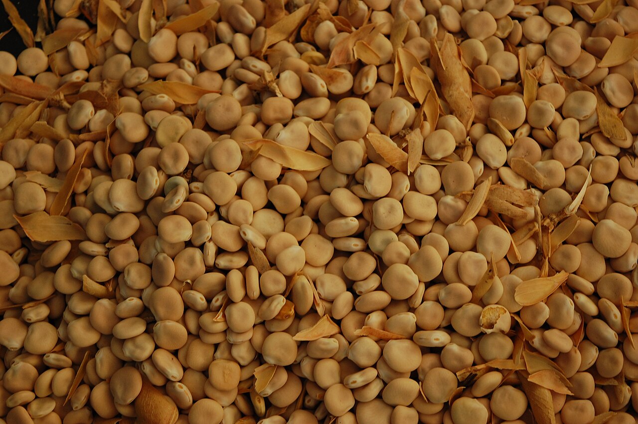 Illustration Lupinus albus, Par Finca la Casilla, via wikimedia 