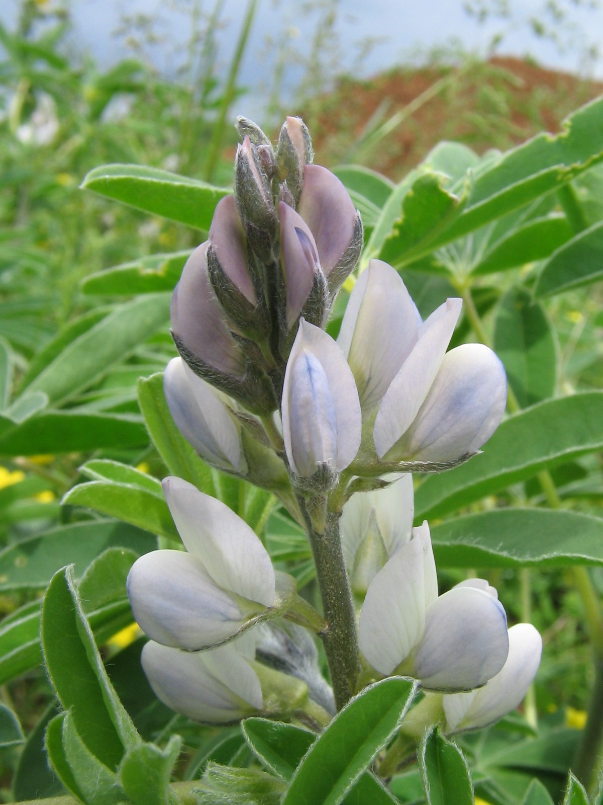 Illustration Lupinus albus, Par Regissierra, via wikimedia 