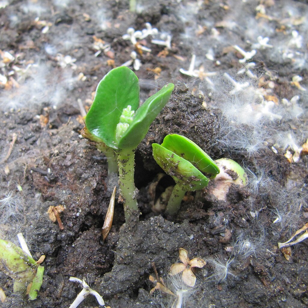 Illustration Lupinus albus, Par %D0%98%D1%80%D0%B8%D0%BD%D0%B0%D0%AF, via wikimedia 
