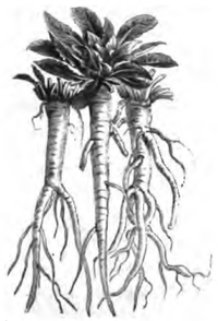 Énothère bisannuelle (réduit au cinquième)