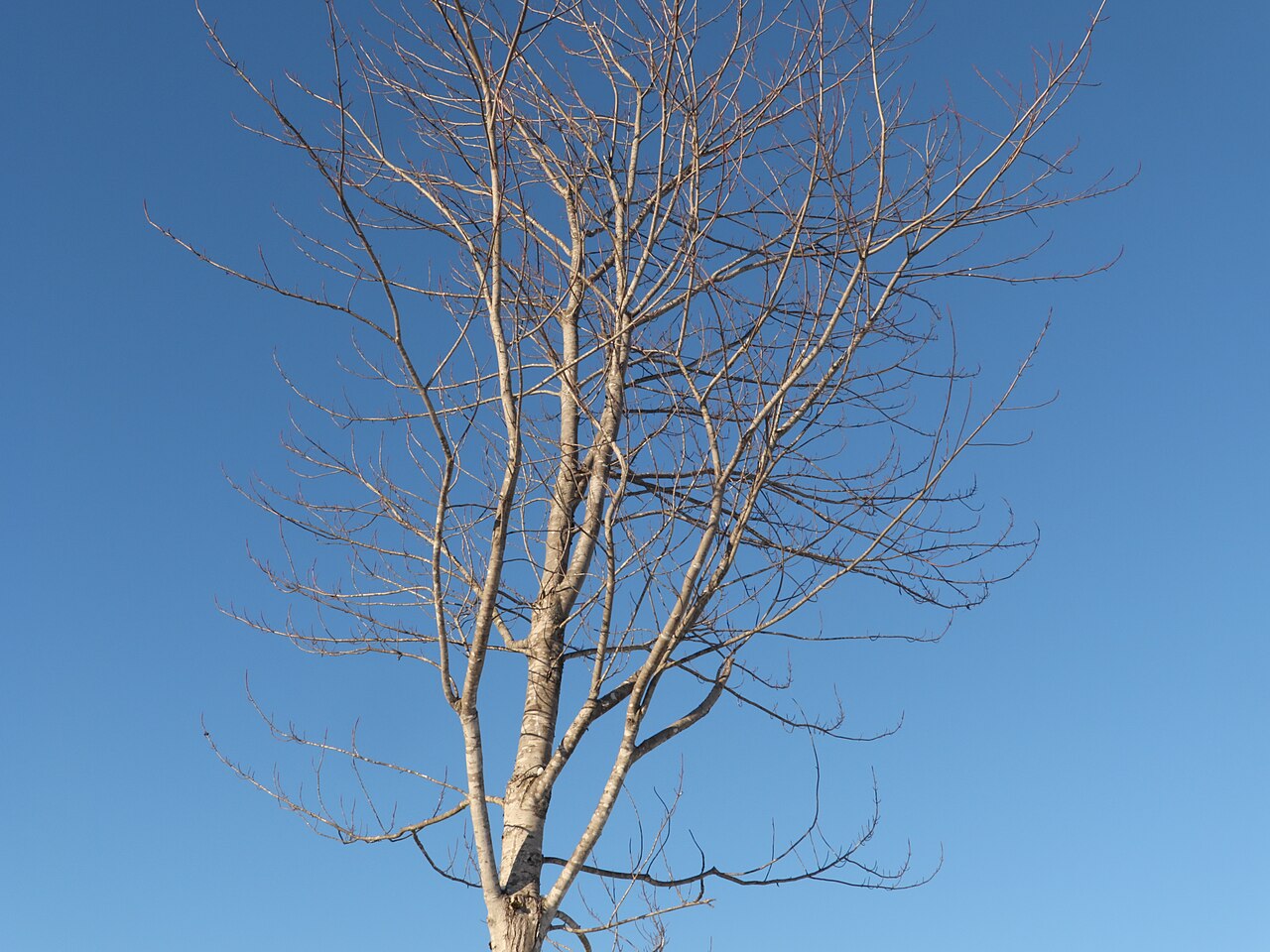 Illustration Alnus rubra, Par WindBorneListener, via wikimedia 