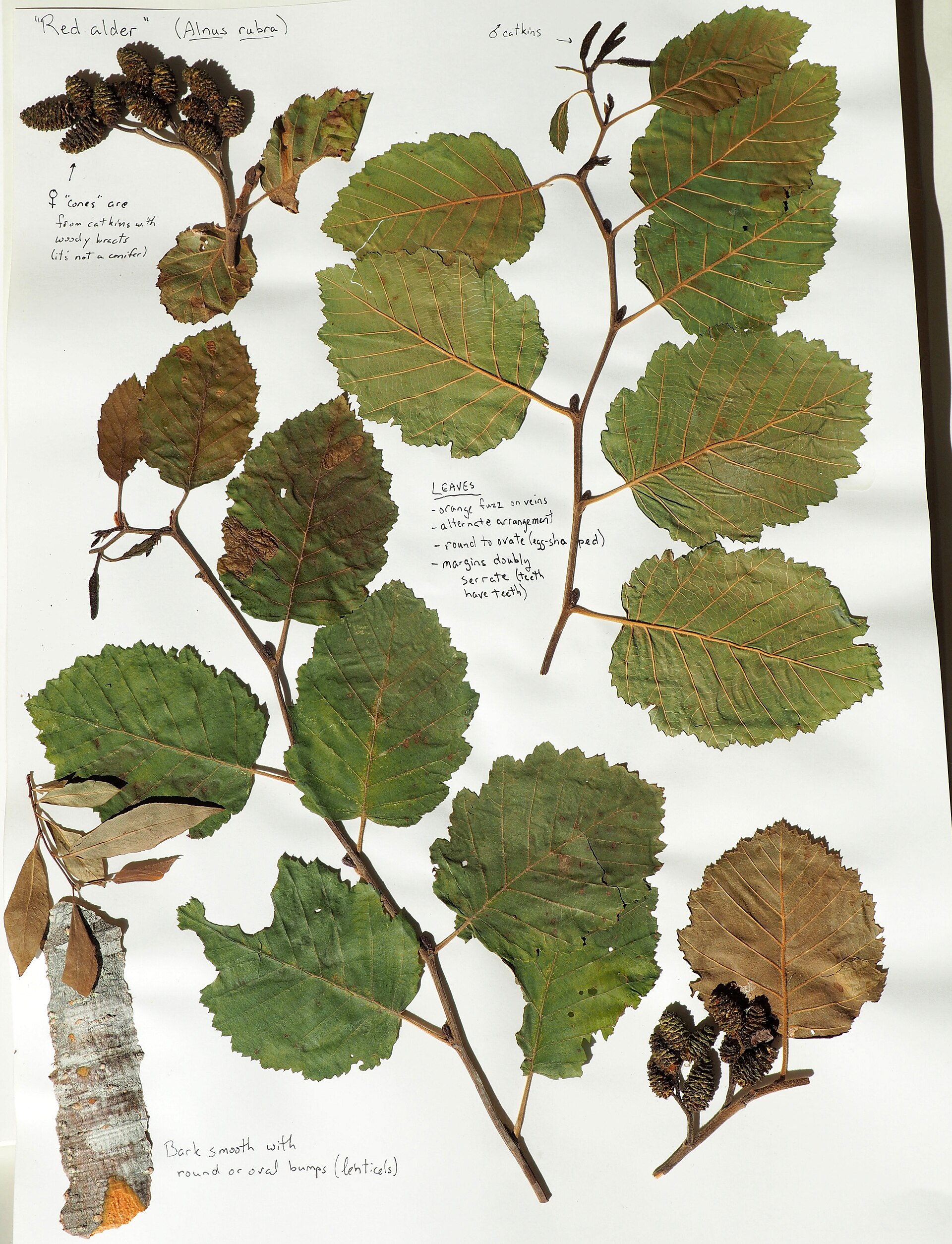 Illustration Alnus rubra, Par YVC Biology Department, via wikimedia 