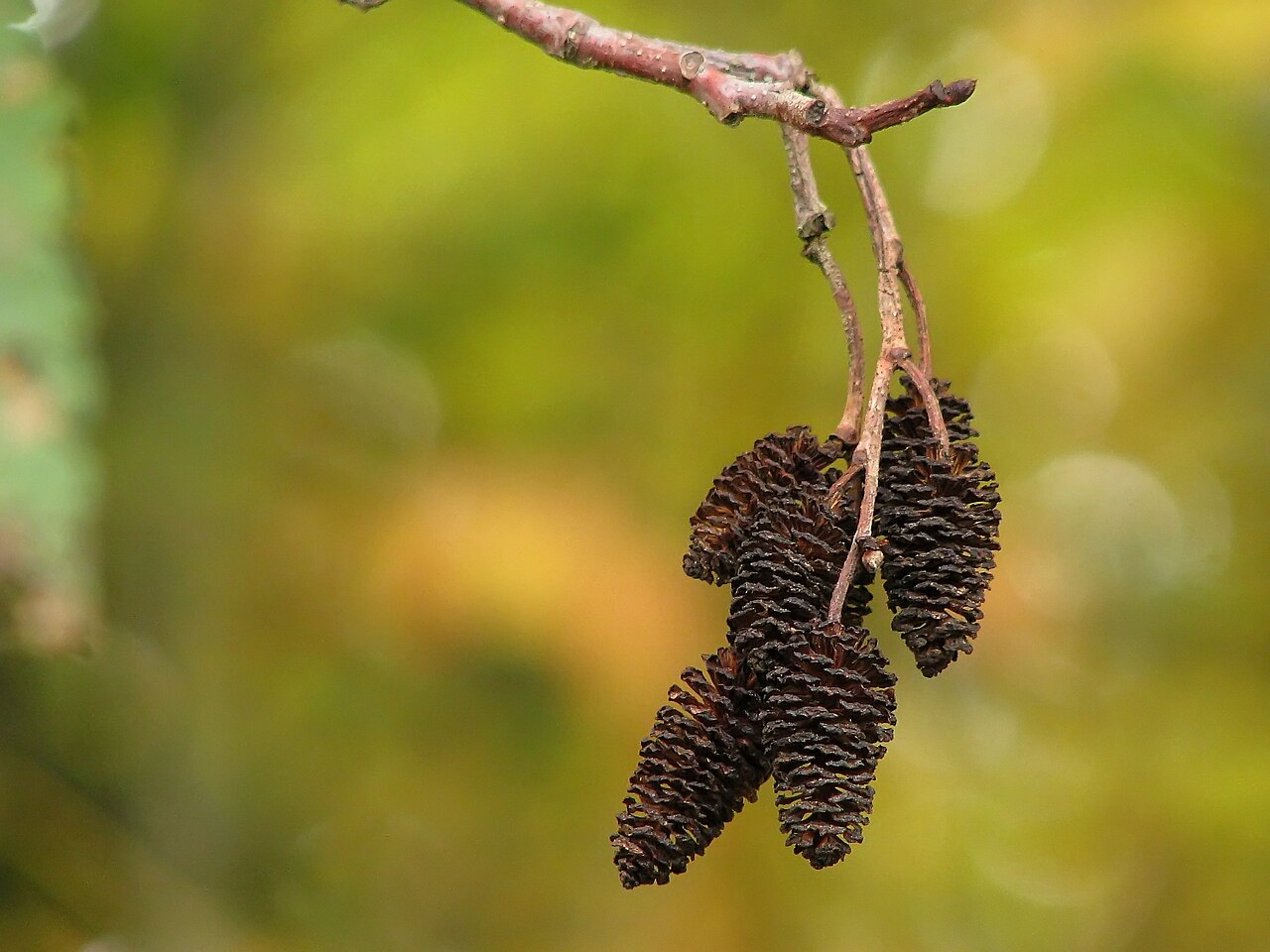 Illustration Alnus rubra, Par No%C3%ABl+Zia+Lee, via wikimedia 