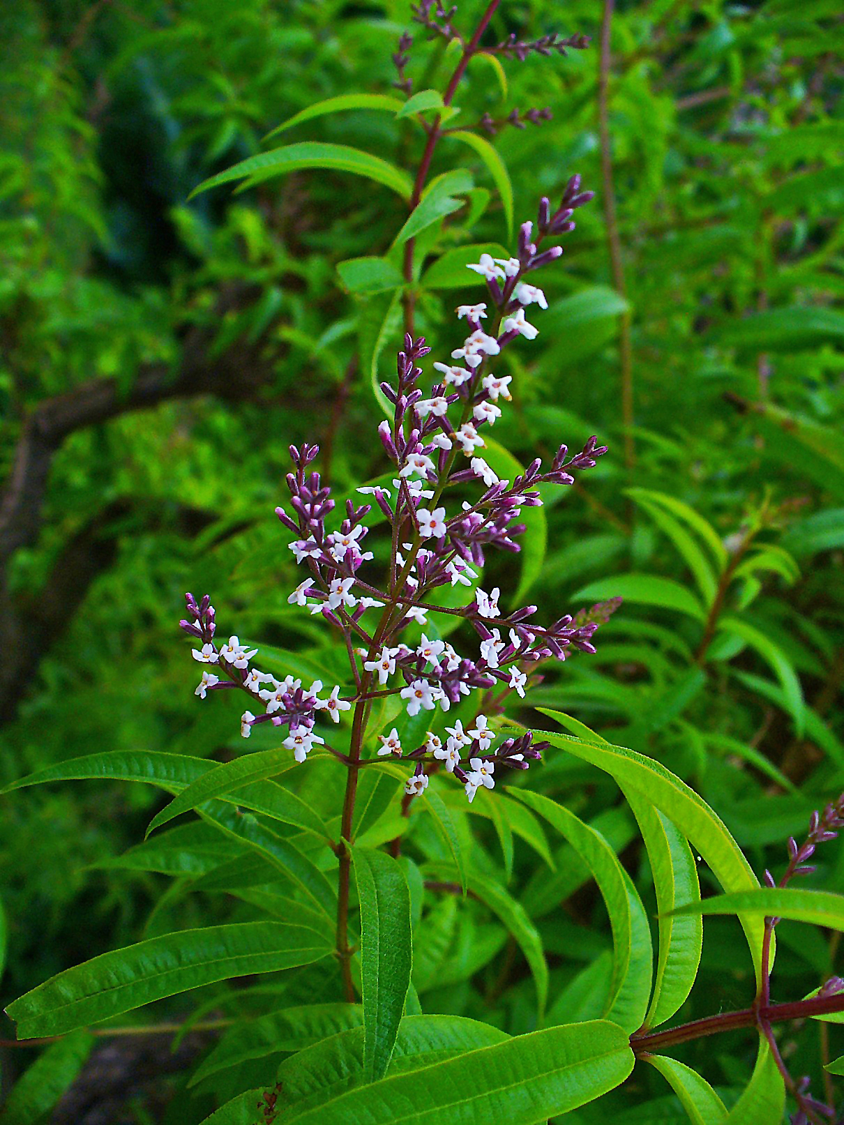 Illustration Aloysia citriodora, Par H. Zell, via wikimedia 