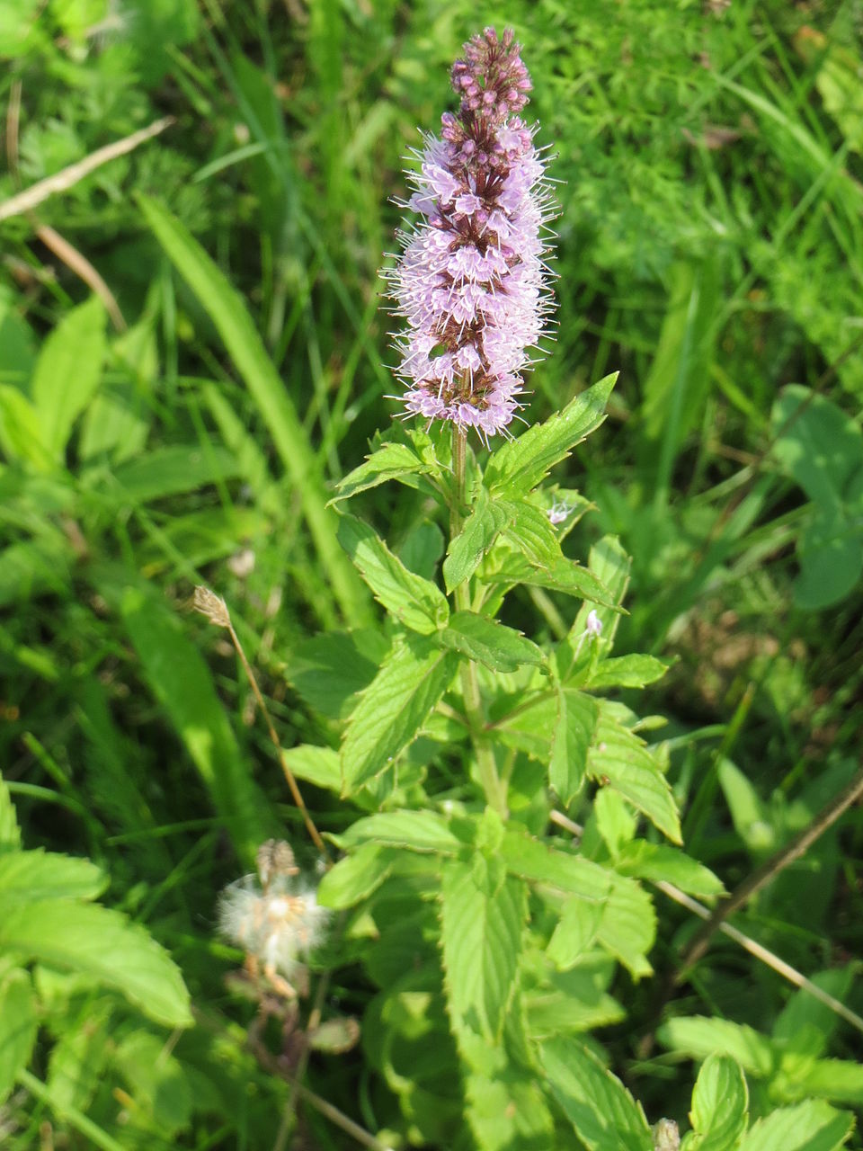 Illustration Mentha spicata, Par AnRo0002, via wikimedia 