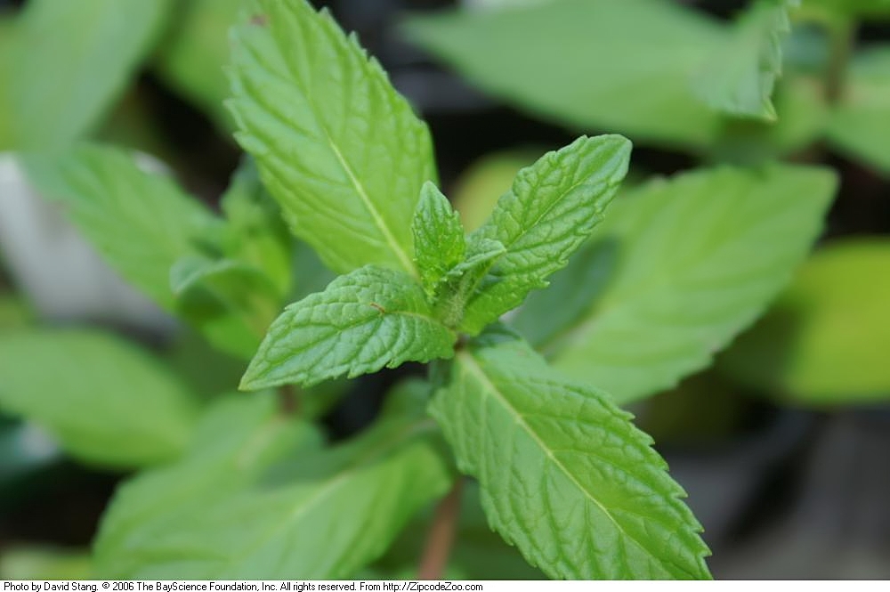 Illustration Mentha spicata, Par David J. Stang, via wikimedia 