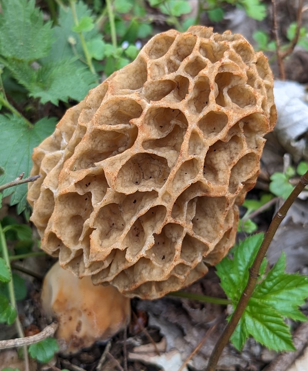 Illustration Morchella esculenta, Par rudolphous, via wikimedia 