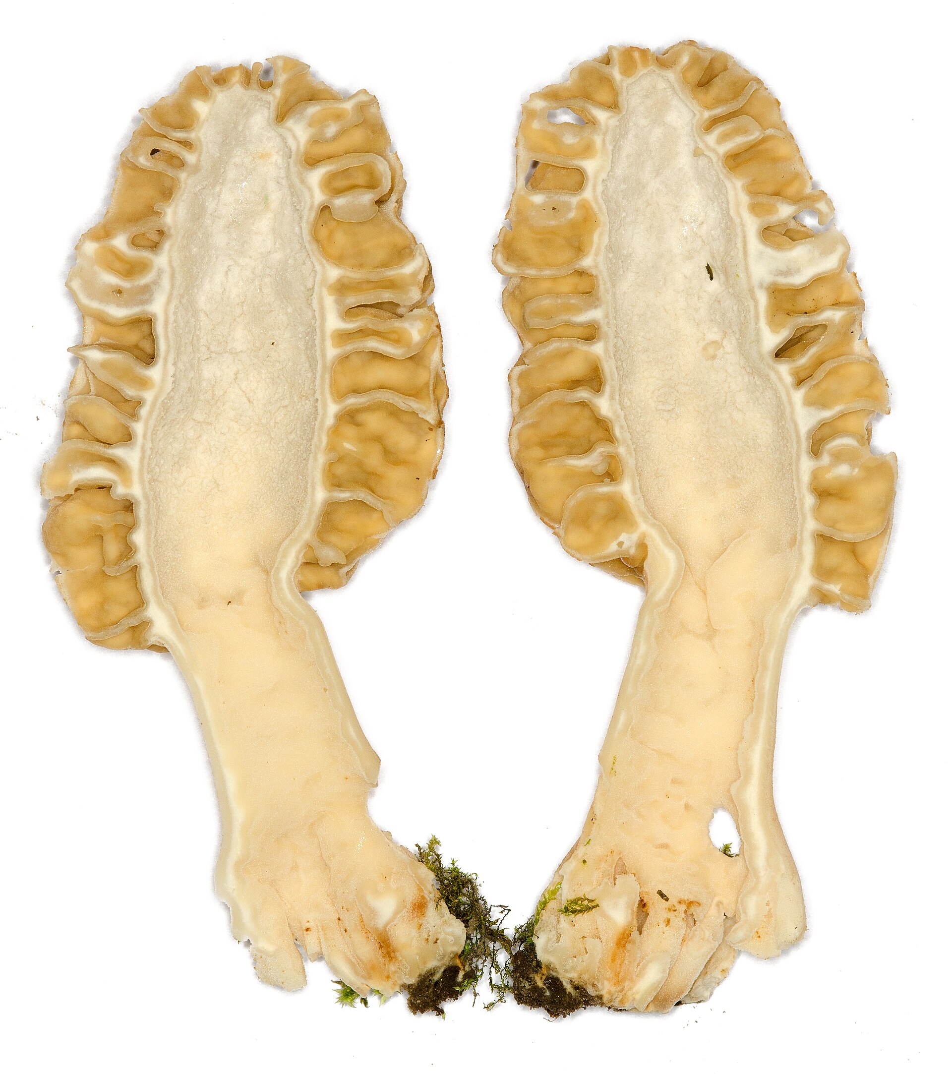 Illustration Morchella esculenta, Par Amada44, via wikimedia 