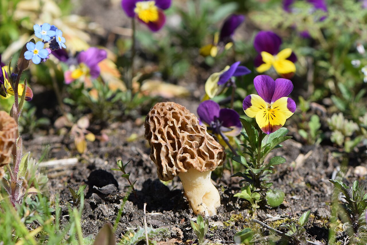 Illustration Morchella esculenta, Par Krzysztof+Ziarnek%2C+Kenraiz, via wikimedia 