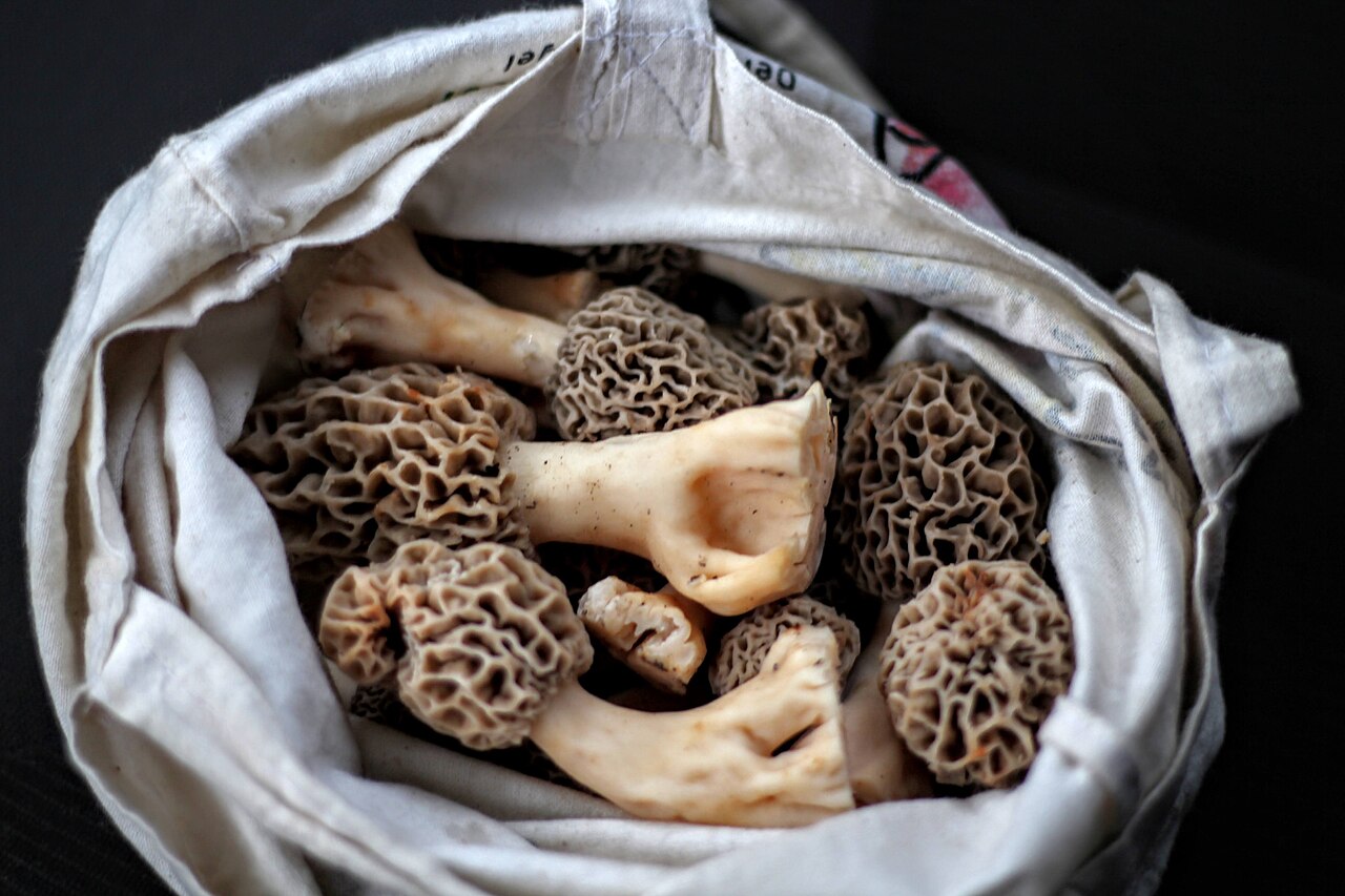 Illustration Morchella esculenta, Par Clemenspool, via wikimedia 