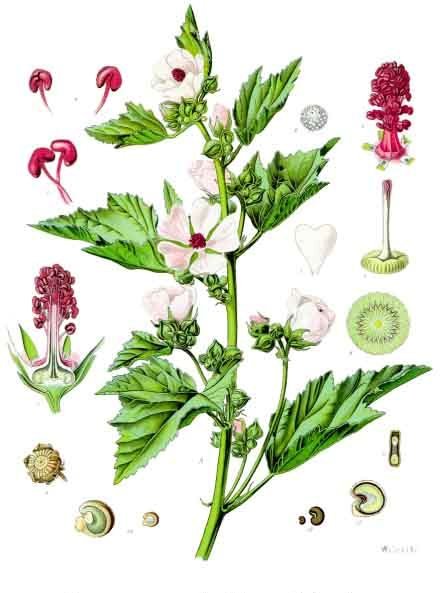 Illustration Althaea officinalis, Par Franz+Eugen+K%C3%B6hler%2C+K%C3%B6hler%27s+Medizinal-Pflanzen, via wikimedia 