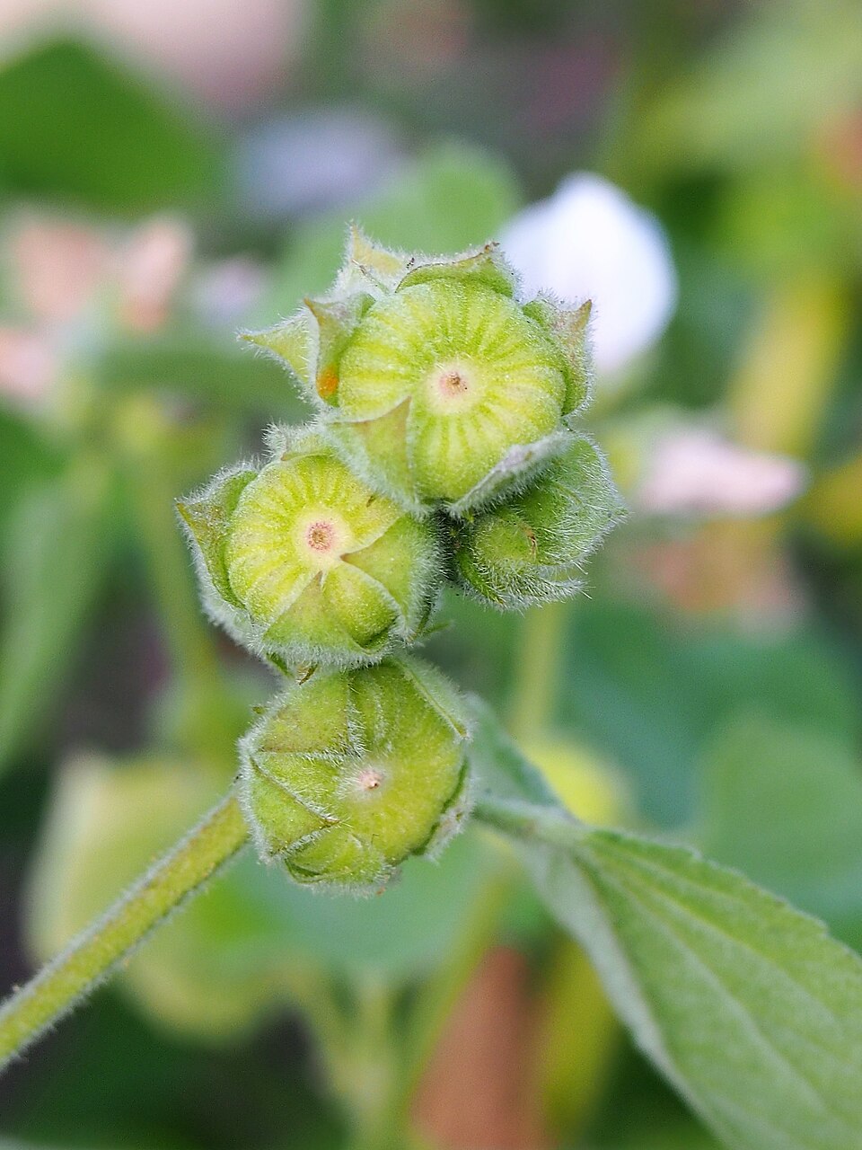 Illustration Althaea officinalis, Par Agnieszka+Kwiecie%C5%84%2C+Nova, via wikimedia 