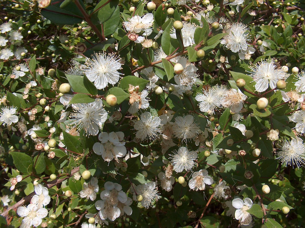 Illustration Myrtus communis, Par Giancarlo+Dess%C3%AC, via wikimedia 