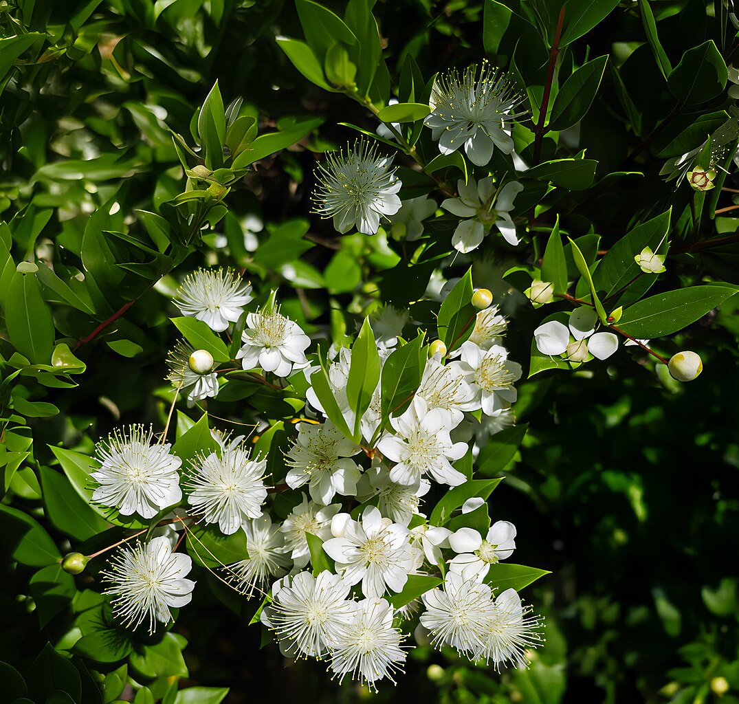 Illustration Myrtus communis, Par Didier Descouens, via wikimedia 