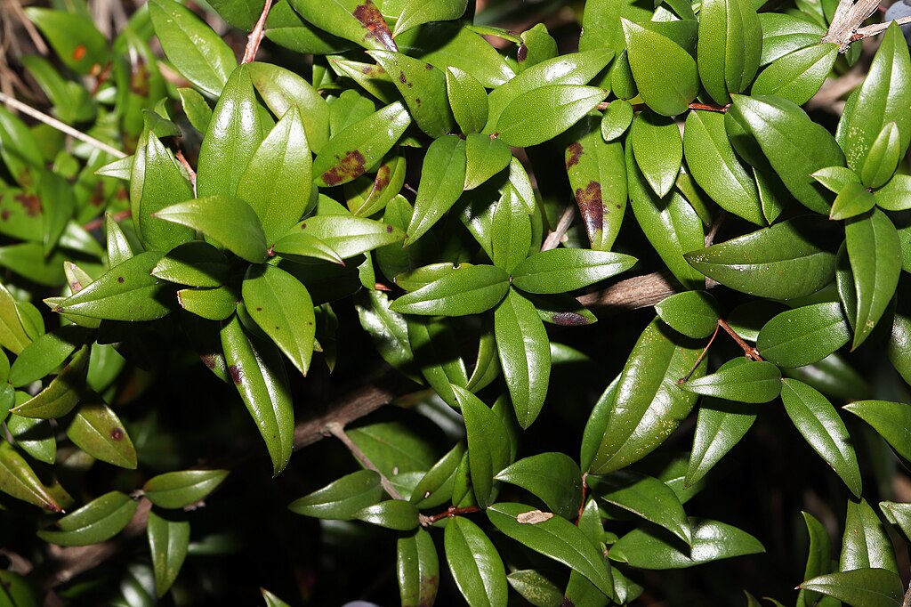 Illustration Myrtus communis, Par Umberto Ferrando, via wikimedia 