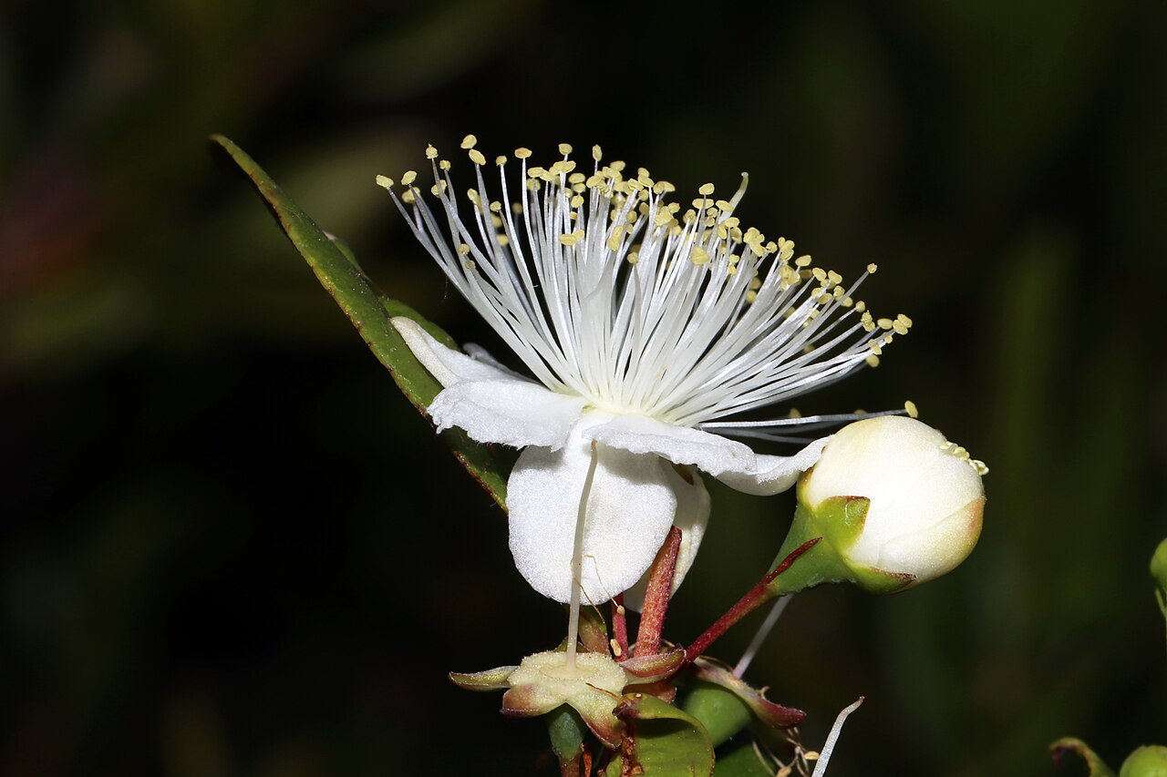 Illustration Myrtus communis, Par Umberto Ferrando, via wikimedia 