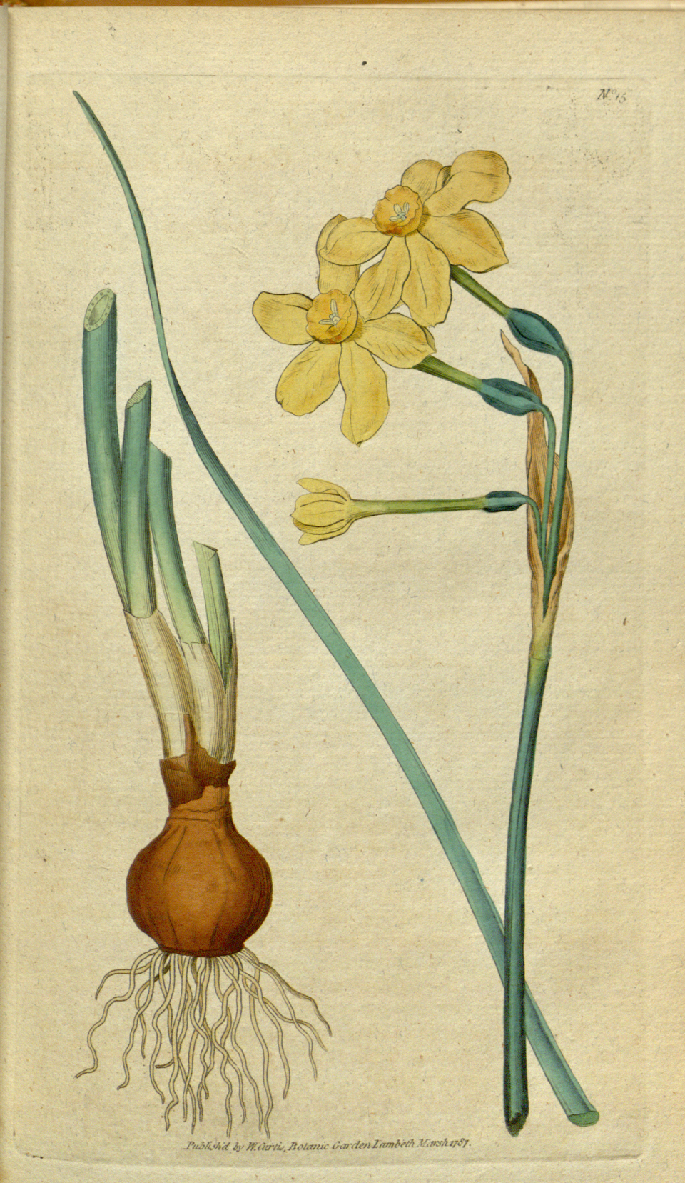 Illustration Narcissus jonquilla, Par Sydenham+Edwards+%281768%E2%80%931819%29+et+William+Curtis+%281746%E2%80%931799%29, via wikimedia 