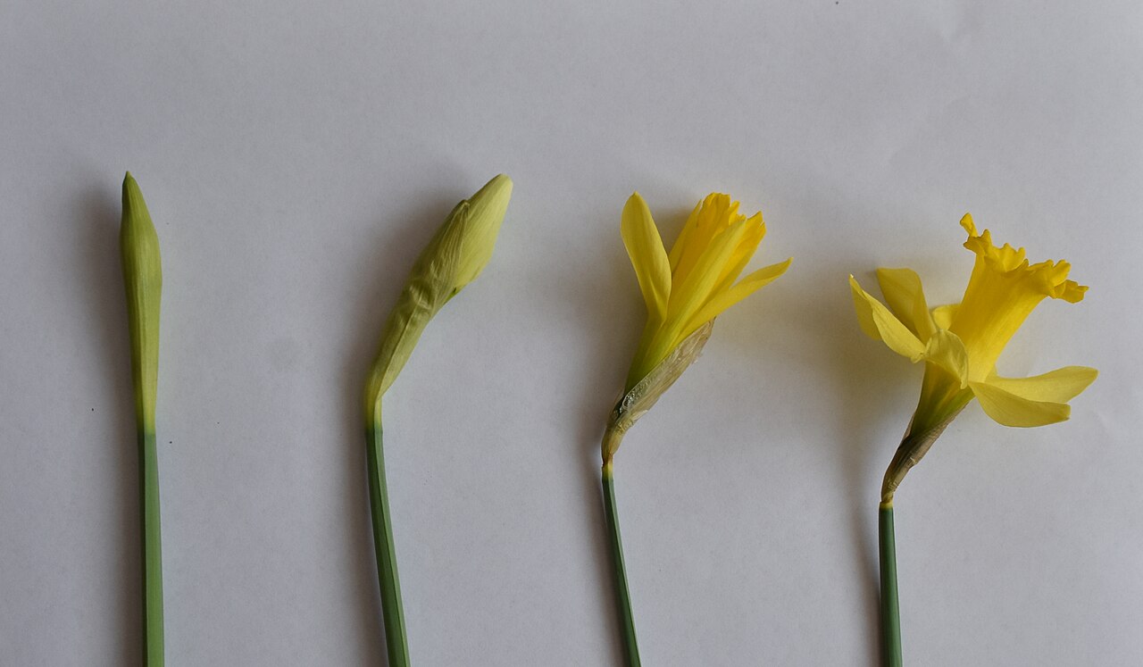 Illustration Narcissus jonquilla, Par Ren%C3%A9+Hourdry, via wikimedia 