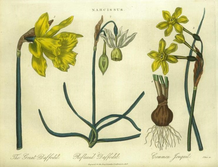 Illustration Narcissus jonquilla, Par John Wilkes, via wikimedia 