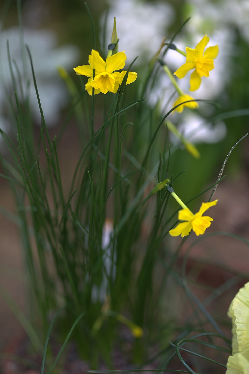 Illustration Narcissus jonquilla, Par Averater, via wikimedia 