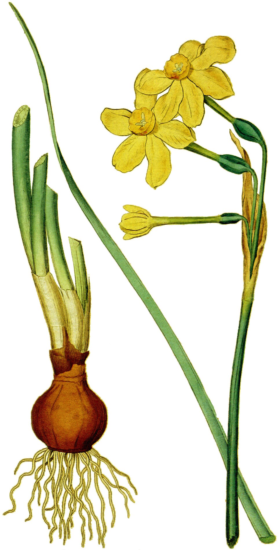 Illustration Narcissus jonquilla, Par Sydenham+Edwards+%281768%E2%80%931819%29+et+William+Curtis+%281746%E2%80%931799%29, via wikimedia 