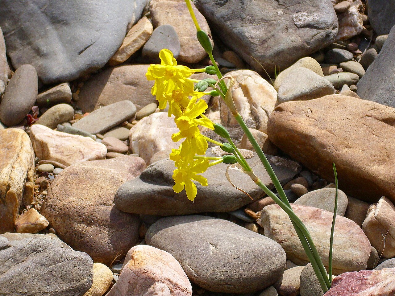 Illustration Narcissus jonquilla, Par Javier martin, via wikimedia 