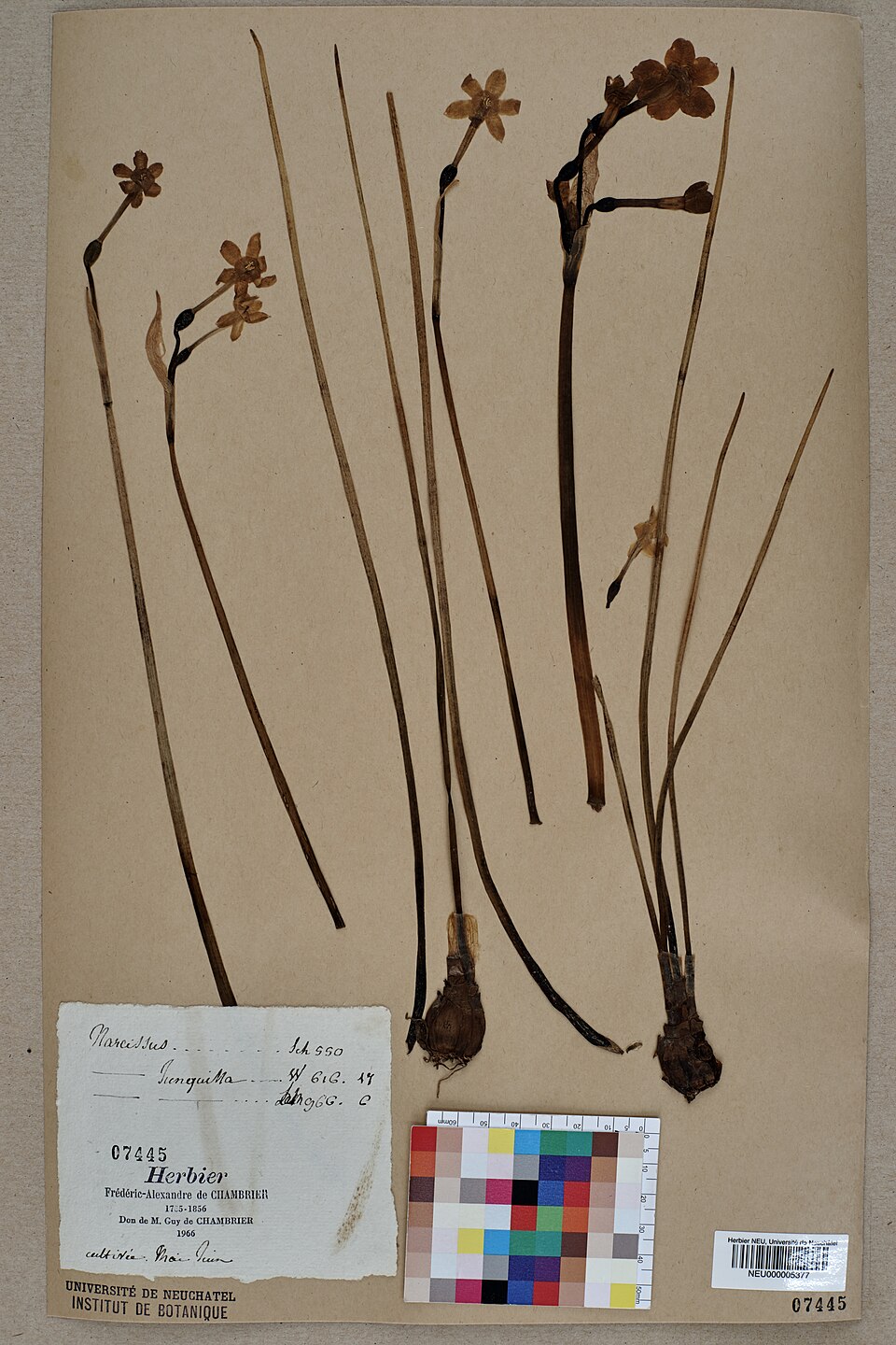 Illustration Narcissus jonquilla, Par Neuch%C3%A2tel+Herbarium, via wikimedia 