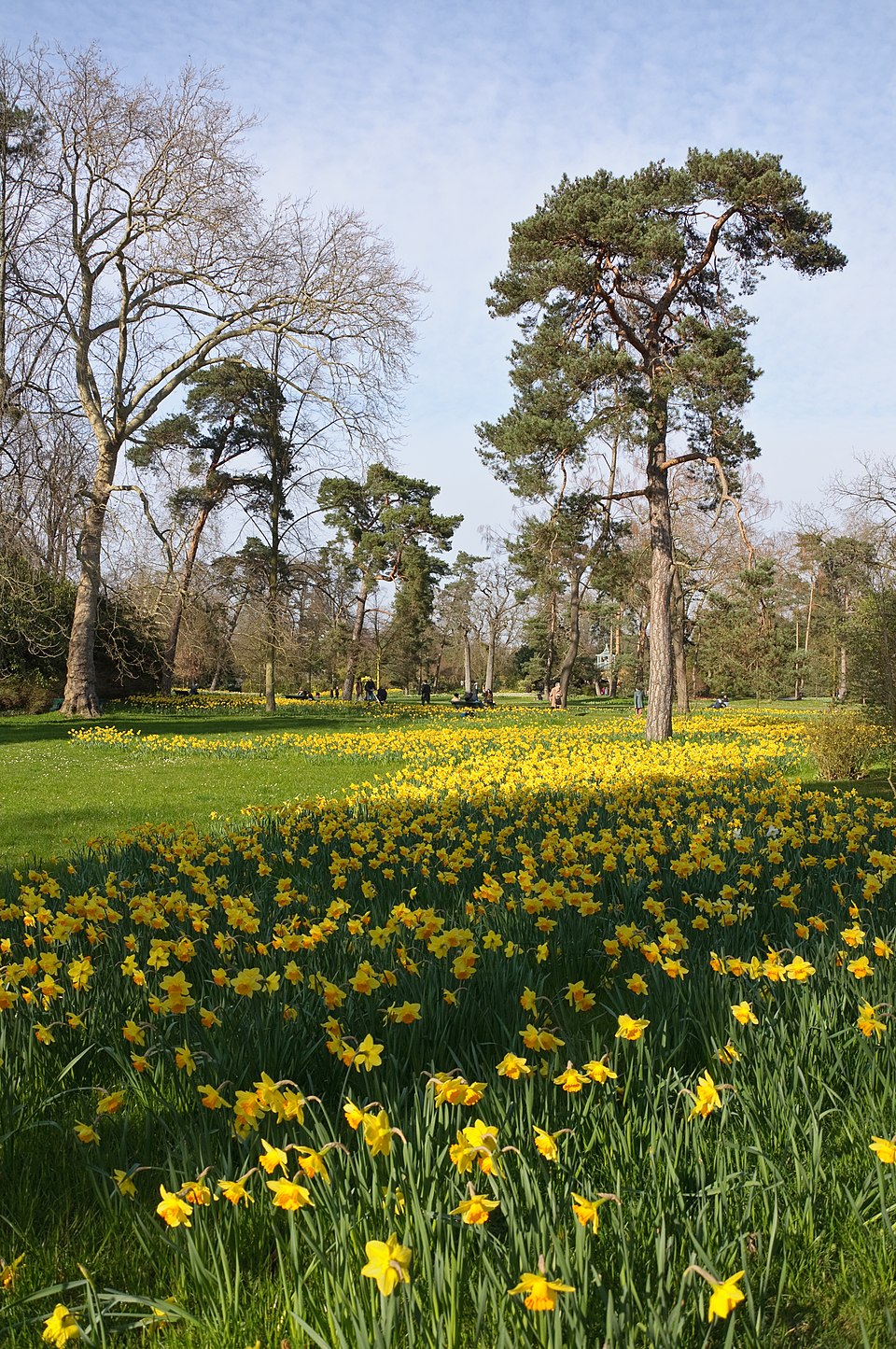 Illustration Narcissus jonquilla, Par Myrabella, via wikimedia 