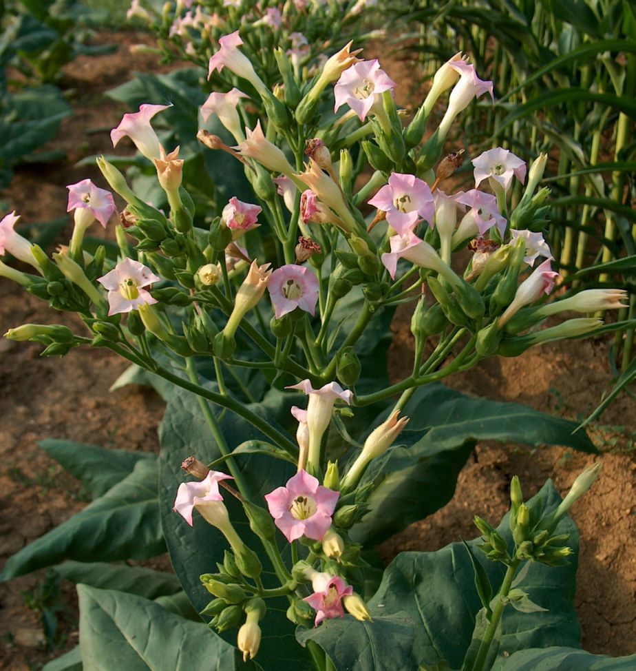 Illustration Nicotiana tabacum, Par MarkusHagenlocher, via wikimedia 