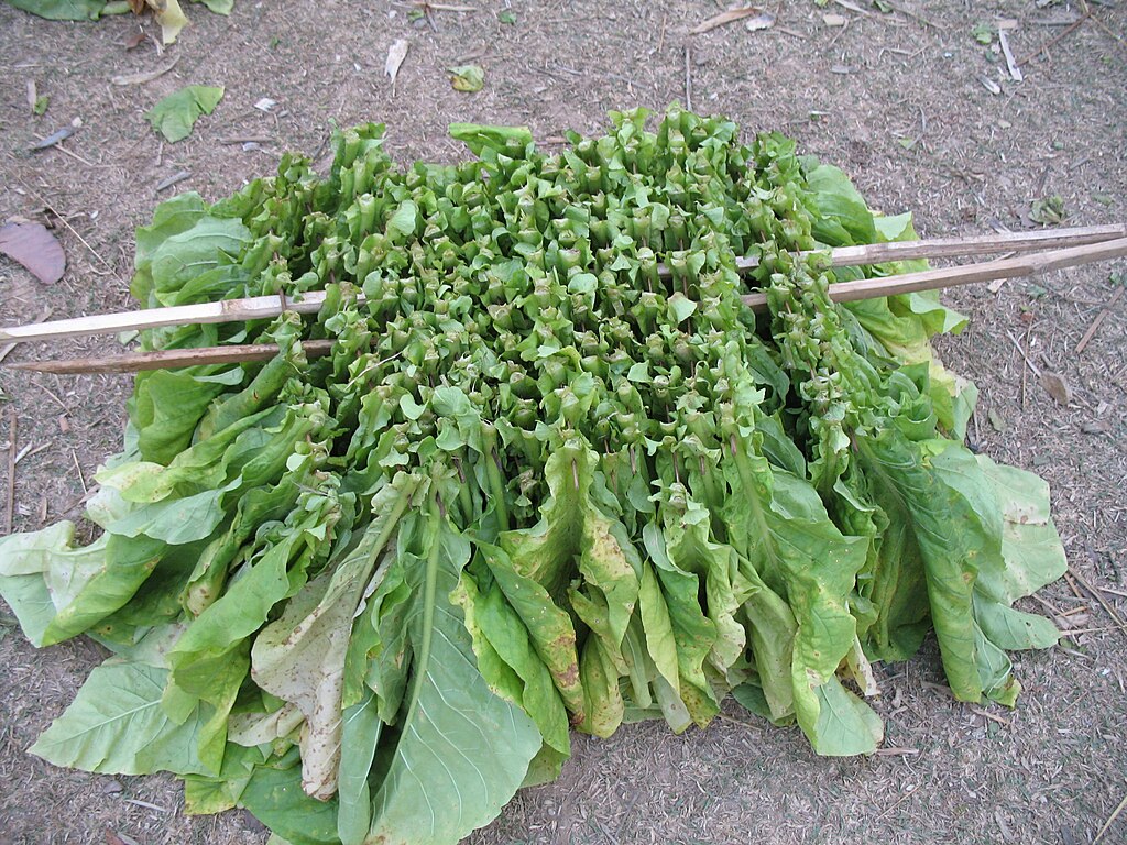 Illustration Nicotiana tabacum, Par Bibamwen, via wikimedia 