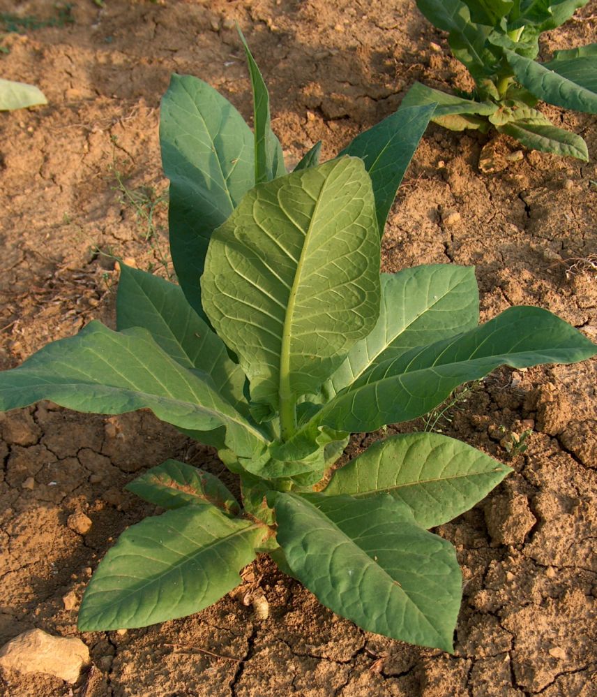 Illustration Nicotiana tabacum, Par MarkusHagenlocher, via wikimedia 