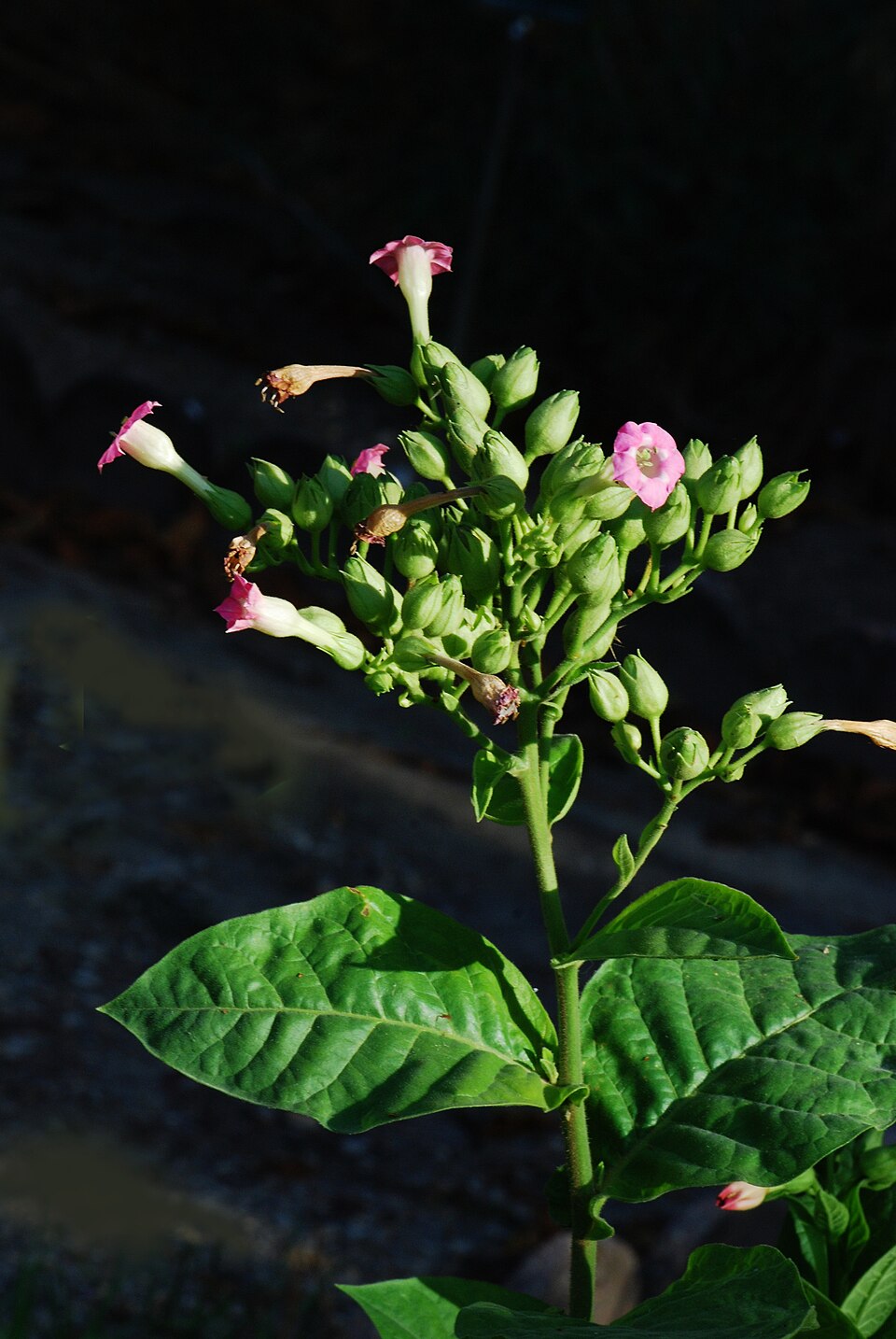 Illustration Nicotiana tabacum, Par Pancrat, via wikimedia 