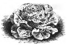 Laitue Passion (réduite au sixième)