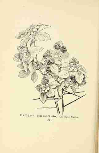 Illustration Crataegus vailiae, Par Lounsberry A., Rowan E. (Southern wild flowers and trees, p. 252, t. 75) [E. Rowan], via plantillustrations.org 