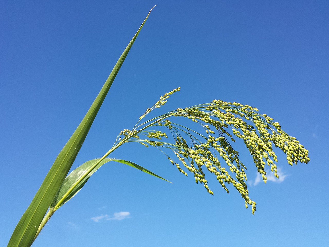 Illustration Panicum miliaceum, Par Stefan.lefnaer, via wikimedia 