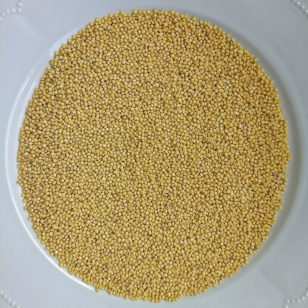 Illustration Panicum miliaceum, Par Eli%C5%A1ka+Jind%C5%99%C3%AD%C5%A1kov%C3%A1, via wikimedia 
