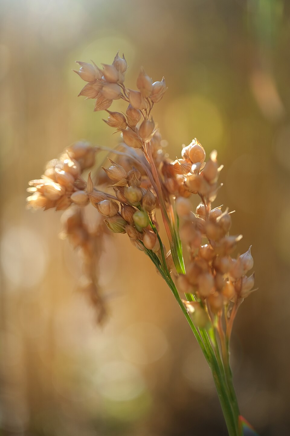 Illustration Panicum miliaceum, Par Ephramac, via wikimedia 