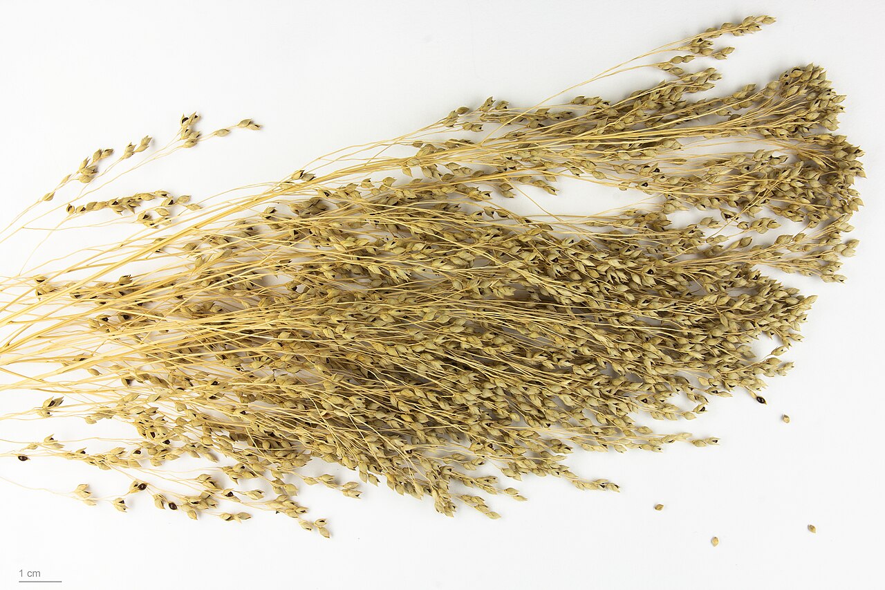 Illustration Panicum miliaceum, Par Roger Culos, via wikimedia 