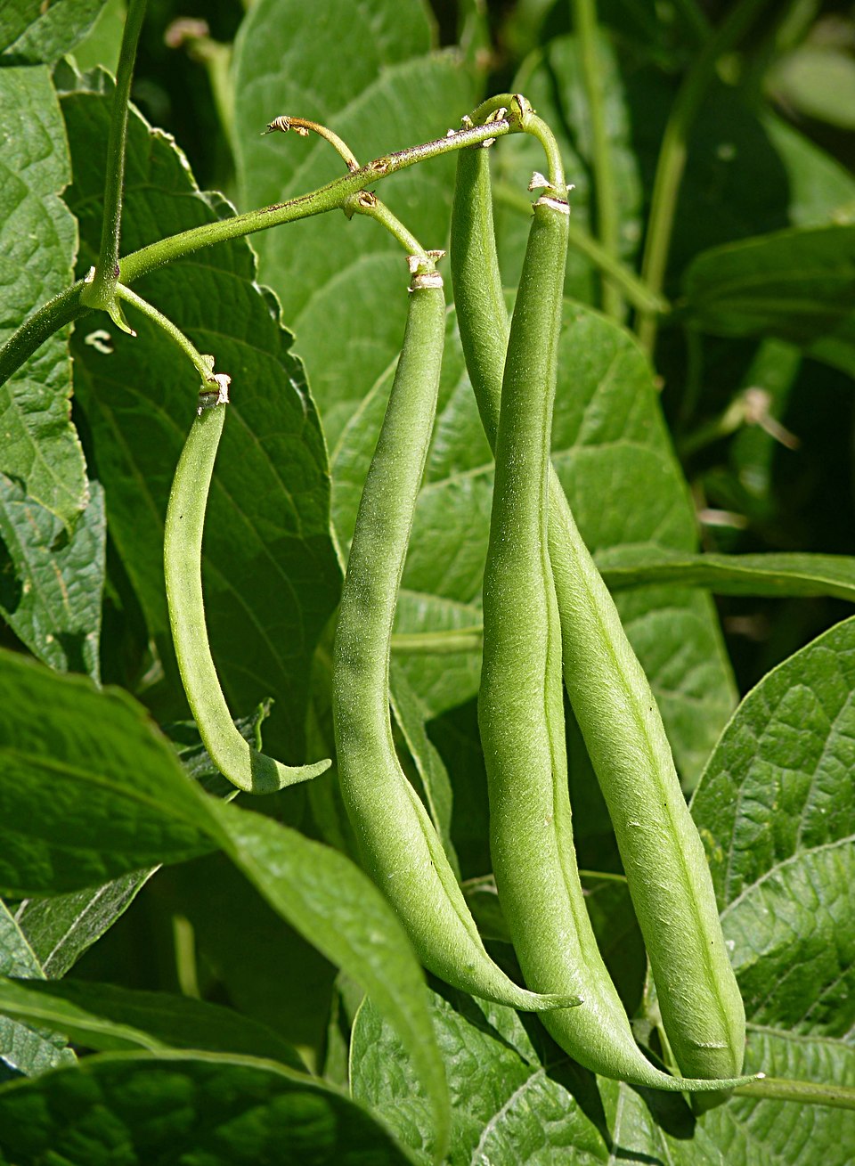 Illustration Phaseolus vulgaris, Par Jamain, via wikimedia 