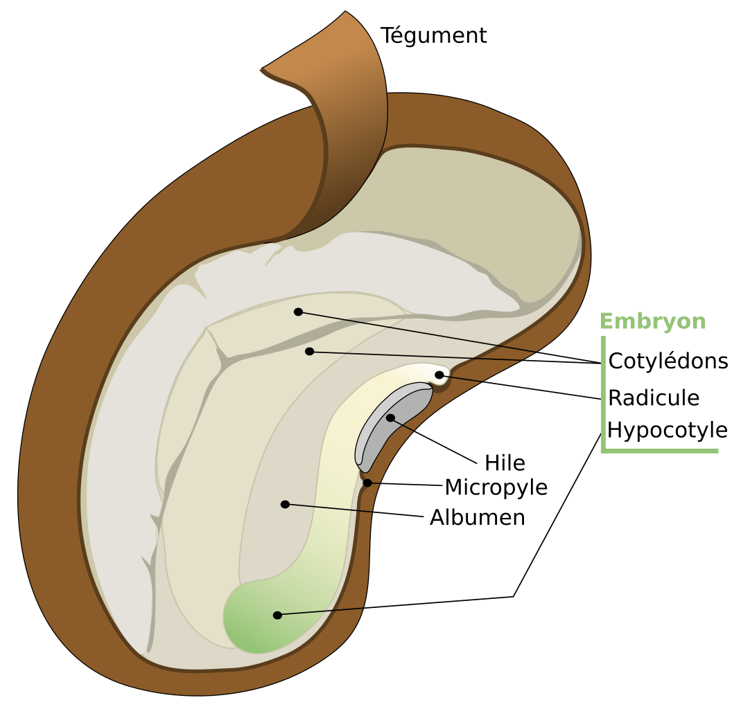 Illustration Phaseolus vulgaris, Par LadyofHats+%2F+Traducteur+%3A+Cehagenmerak, via wikimedia 
