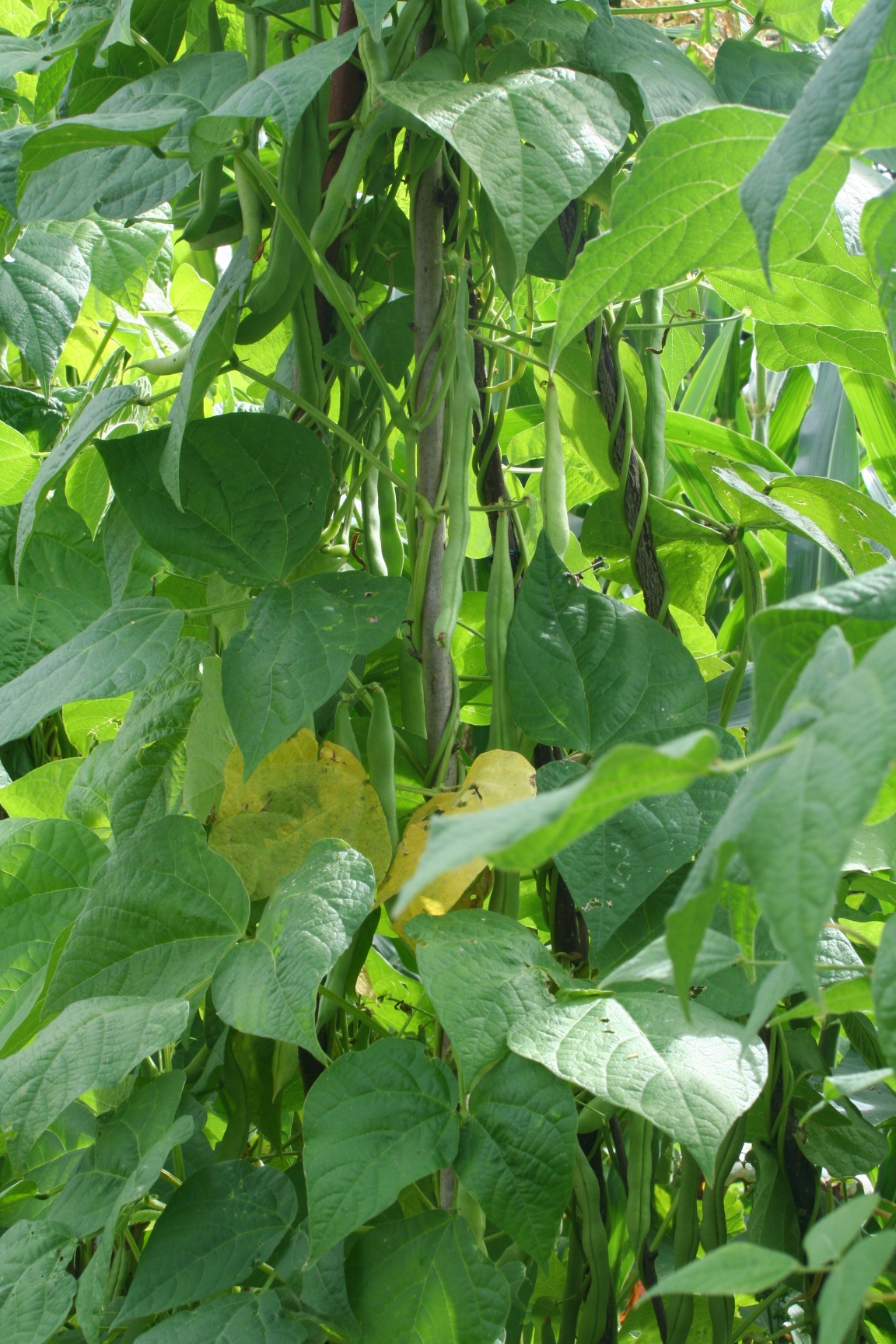 Illustration Phaseolus vulgaris, Par Spedona, via wikimedia 