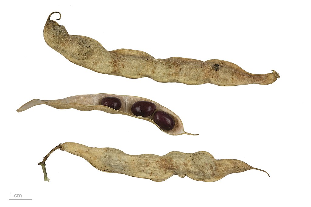 Illustration Phaseolus vulgaris, Par Roger Culos, via wikimedia 