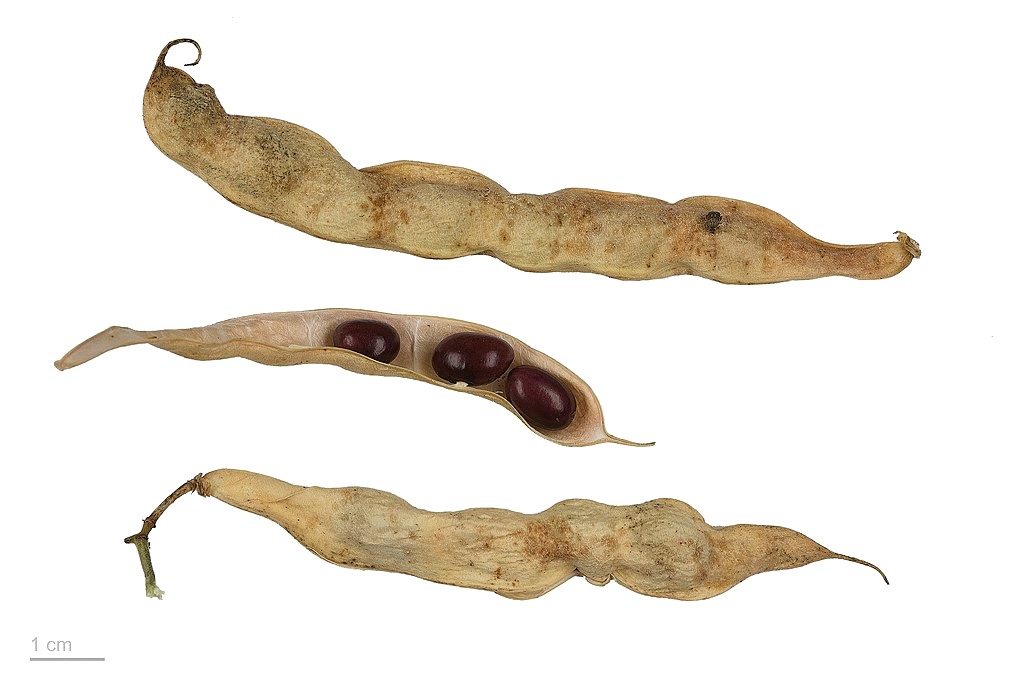 Illustration Phaseolus vulgaris, Par Roger Culos, via wikimedia 