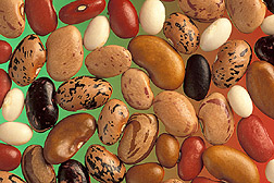 Illustration Phaseolus vulgaris, Par Taragui , via wikimedia 