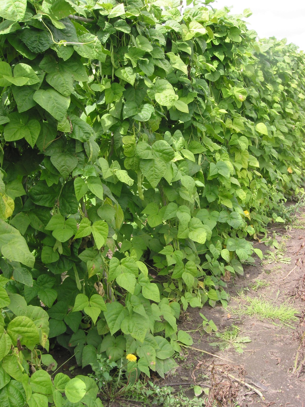 Illustration Phaseolus vulgaris, Par Rasbak, via wikimedia 