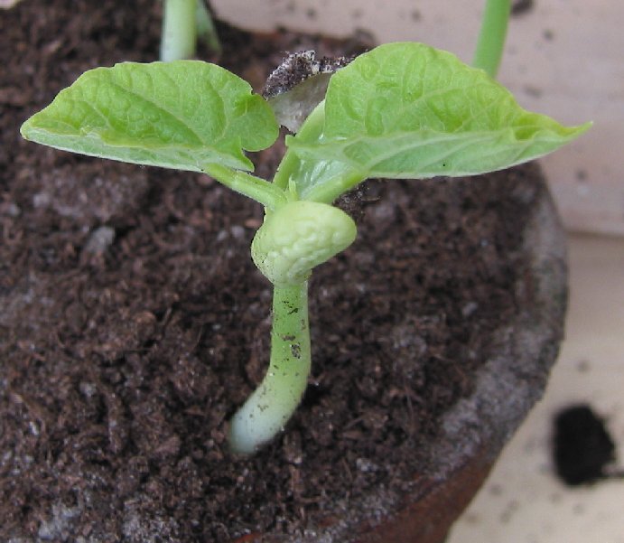 Illustration Phaseolus vulgaris, Par Rasbak, via wikimedia 