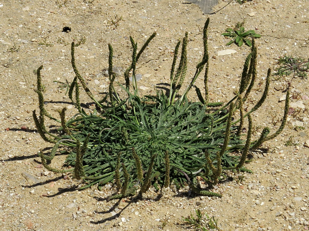 Illustration 25522_Plantago_coronopus_wikimedia_Plantago_coronopus_20150506_1_(cropped).JPG