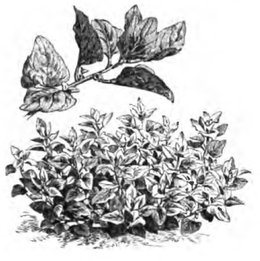 Tétragone cornue (plante réduite au douzième, rameau au quart)